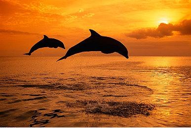 《大江湖之苍龙与白鸟》8月16日Steam发售 定价58元